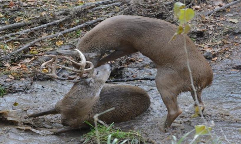 Bucks Fight To Death - The Most Extreme Animal Fights Ever Filmed