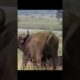 Buffalo bulls fighting #ytshort