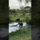 Buffalo fights off crocodile #serengetinationalpark #shorts