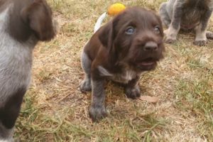 CUTE PUPPIES (German Wirehaired Pointer)