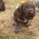 CUTE PUPPIES (German Wirehaired Pointer)