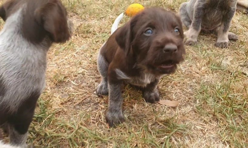 CUTE PUPPIES (German Wirehaired Pointer)