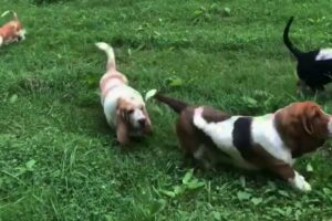 CUTE PUPPIES WALK AROUND IN GREAT MORNING 🐕🐶😜 #cute #dog #puppy