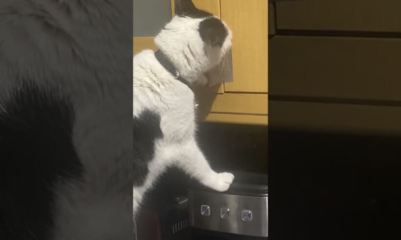 Cat Manages To Peel Off Tape Into Food Cupboard 🤣