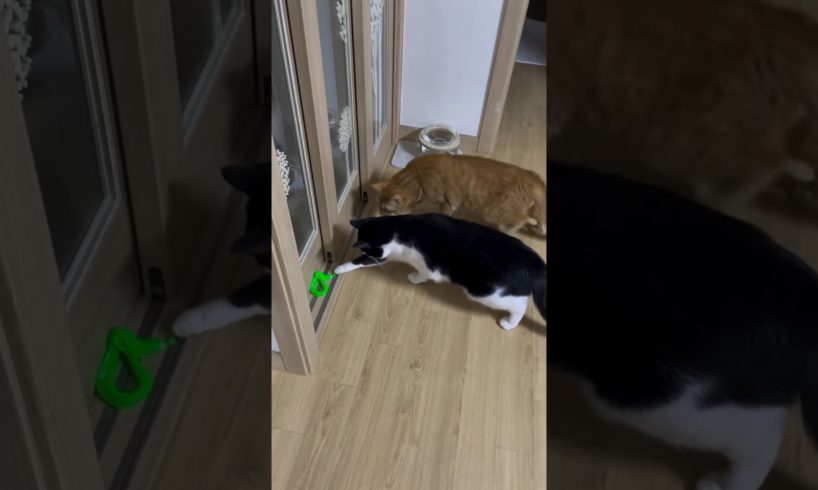 Cat playing with snake toy 🤗🤗 #shortsfeed #trend #viral #animals #cats #shorts