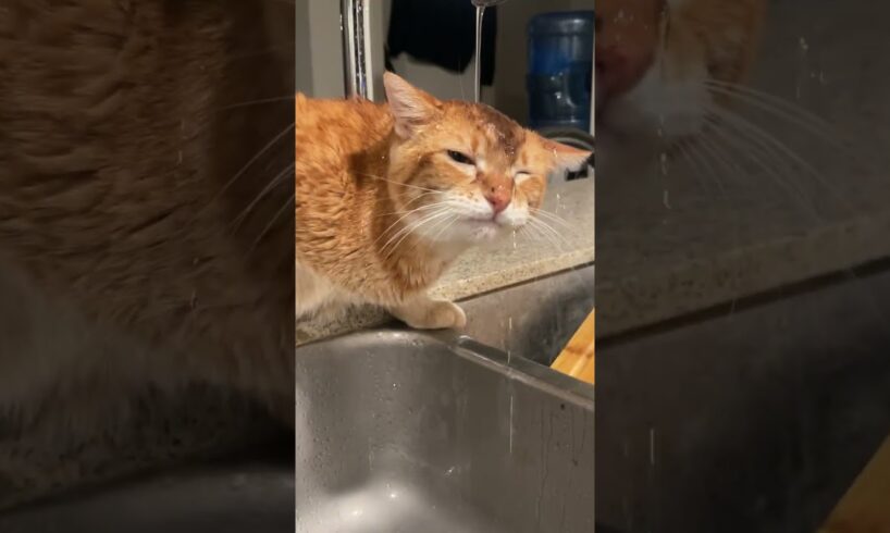 Classic Orange Cat Activities 🤣