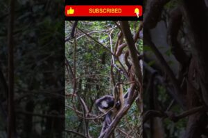 Closeup Footage - Monkey playing with his fur on forest tree !#new #viral #wildlife #animals #shorts