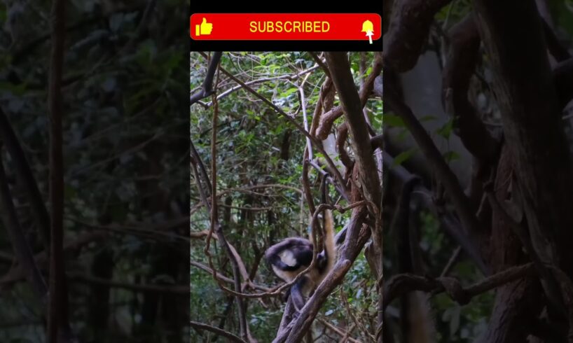 Closeup Footage - Monkey playing with his fur on forest tree !#new #viral #wildlife #animals #shorts