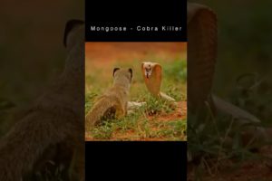 Cobra vs Mongoose (Snake Killer)