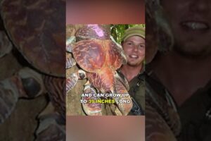 Coconut Crab | Bird Eating Crab