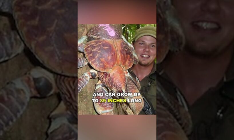 Coconut Crab | Bird Eating Crab