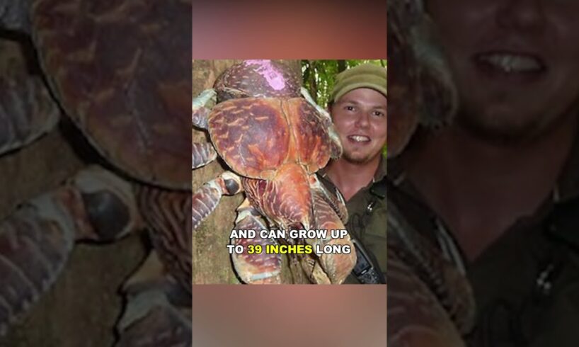 Coconut Crab | Bird Eating Crab