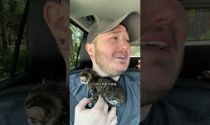 Couple Rescues Kitten At Starbucks Drive-Thru | The Dodo  #dodoanimals