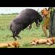 Craziest Animal Fights Ever l Wild Buffalo vs Lion l Crocodile Hunting Zebra l Wild Animal World