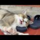 Cute Animals 2024 - Funny Cats and Cute Kittens Playing Compilation - Part 53