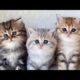Cute Baby Cat| Funny Animals 2024 😂 | Cute Cat And Dog Funny Videos 😸 | Funny Video Series #5