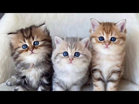 Cute Baby Cat| Funny Animals 2024 ๐ | Cute Cat And Dog Funny Videos ๐ธ | Funny Video Series #5