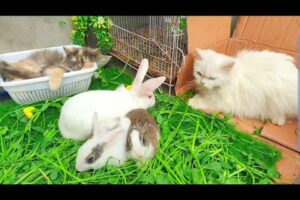 Cute Bunnies playing With Cute Cat Kitten Very Interesting and adorable animals|Cats,kitten,Rabbite