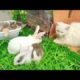 Cute Bunnies playing With Cute Cat Kitten Very Interesting and adorable animals|Cats,kitten,Rabbite