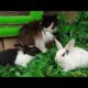 Cute Bunnies playing With Cute Kitten Very Interesting Animals life☺️