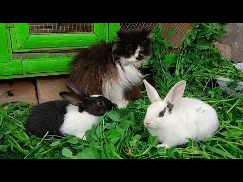 Cute Bunnies playing With Cute Kitten Very Interesting Animals life☺️