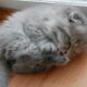 Cute Kittens Doing Funny Things - Cute And Adorable Kittens Video Compilation