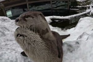 Cute Oregon Zoo Animals Play In The Snow