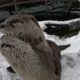 Cute Oregon Zoo Animals Play In The Snow