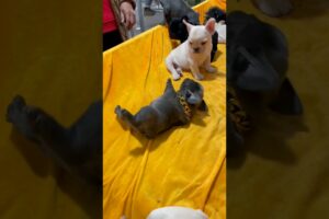 Cute Puppies Angry #lovelypuppy #viral #angrypuppy #cute #dog #cutepet #doglover #villagelife