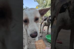 Cute Puppies | Cute Dogs Playing | Feeding Street Dogs #straydogs #shorts #trending