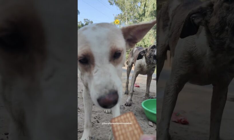 Cute Puppies | Cute Dogs Playing | Feeding Street Dogs #straydogs #shorts #trending