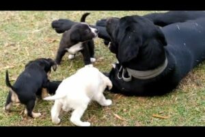 Cute Puppies🐕 💖 | Dog family | Cute animals #1