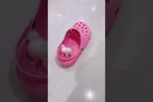 Cute Puppies | Pappies In Shoes | Playing | Cute