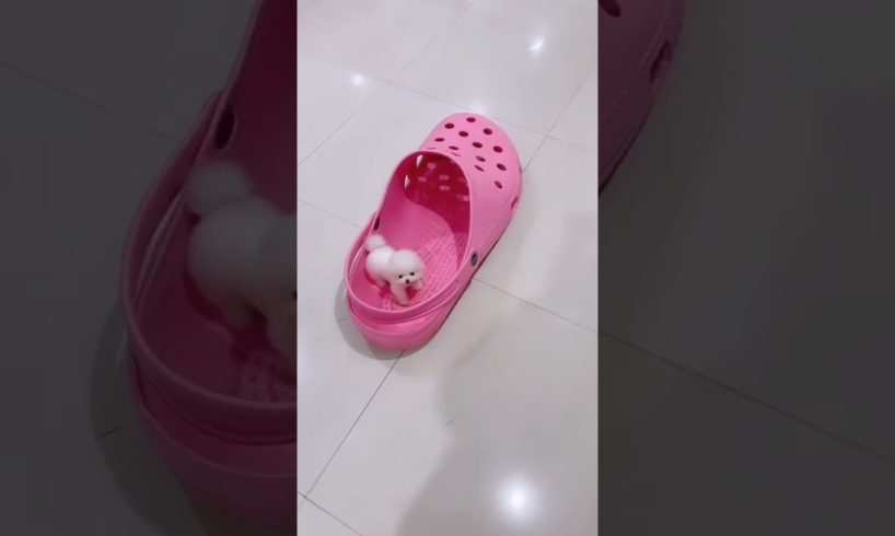 Cute Puppies | Pappies In Shoes | Playing | Cute