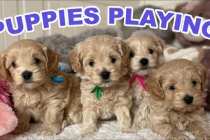 Cute Puppies Playing and Running  | 8-Week Maltipoo Puppy