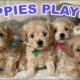 Cute Puppies Playing and Running  | 8-Week Maltipoo Puppy