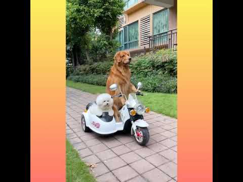 🐕 Cute Puppies and Funny Dogs Videos 2020 _Part _5 #shorts