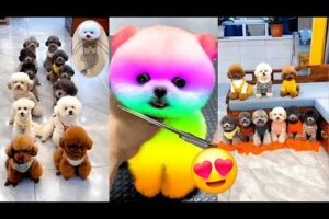 Cute Puppies 🥰 and mummy Full funny Story🤣 #cutedog #cutedogworld
