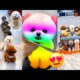 Cute Puppies 🥰 and mummy Full funny Story🤣 #cutedog #cutedogworld