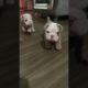 Cute Puppies ! #puppy #funny #bulldog #active