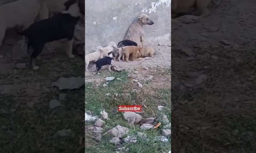 Cute Puppies's Family #shorts #ytshort