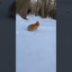 Cute Rabbit playing and enjoying in snow 🥰 #shorts #viral #animals #rabbit #cuteanimals