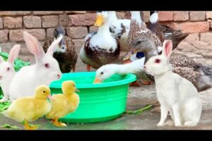 Cute Rabbits,Ducklings,Bunnies and Ducks,Funny And Adorable animals Playing,Cute Cute animals Videos