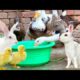 Cute Rabbits,Ducklings,Bunnies and Ducks,Funny And Adorable animals Playing,Cute Cute animals Videos