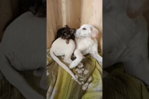 Cute animals Rescued 😍😀#shorts #rescue #cuteanimals #puppy #puppies #dog #rescue #dog #viral #short