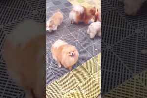 Cute baby dog very friendly and lovely #animals #pets #dog #funny #viral #doglover #puppy #shorts