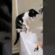 Cute cat playing with soap foam | Misty | Pets #cat #pets #catlover