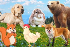 Cute little animals - Dog, Squirrel, Rabbit, Fox, Chicken - Animal sounds