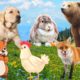 Cute little animals - Dog, Squirrel, Rabbit, Fox, Chicken - Animal sounds