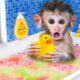 🐵 Cute monkey baby bath in the rainbow bathtub with duck | Animals Home Monkey Cartoon Video